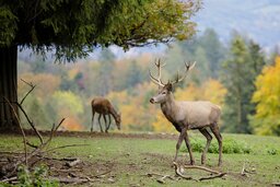 Wild im Wald. (Foto: Pixabay)