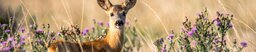 Wild im Wald. (Foto: Alexas, Pixabay)